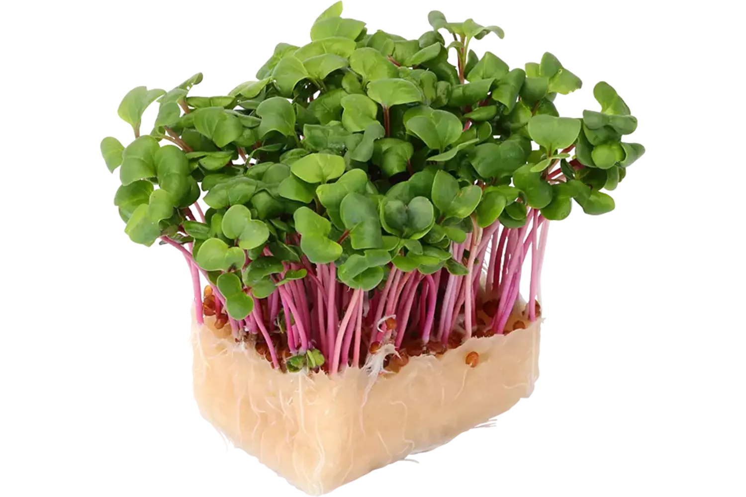 Chilli cress single stuk 1